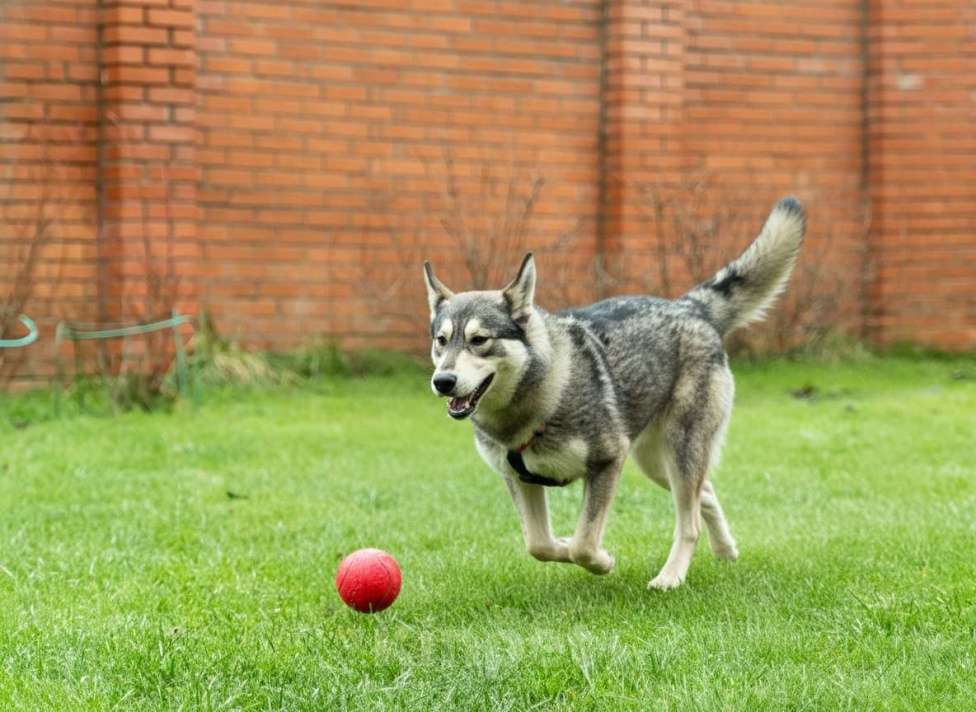 Собаки в Москве: Норд ищет свою семью Мальчик, Бесплатно - фото 3