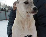 Собаки в Клине: Нежная Фая Девочка, Бесплатно - фото 3