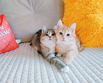 Кошки в Санкт-Петербурге: Котята 2 мес. британец и сибирская в одну семью Мальчик, 200 руб. - фото 4