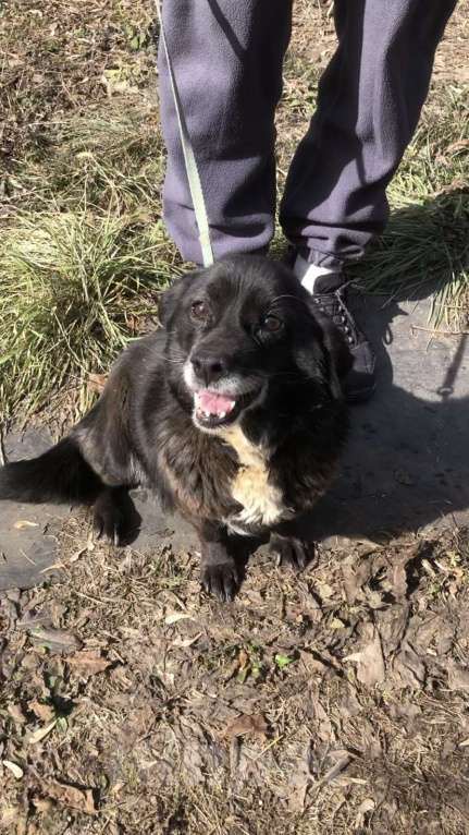 Собаки в Оренбурге: Послушная собачка ищет дом Девочка, Бесплатно - фото 3