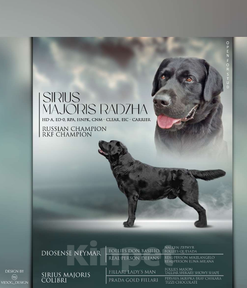 Собаки в Ярославле: Сириус Маджорис РАджа открыт для вязки Мальчик, 40 000 руб. - фото 2