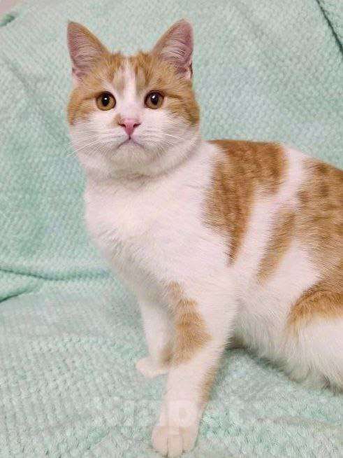 Кошки в Москве: Стёпушка ищет дом  Мальчик, Бесплатно - фото 2