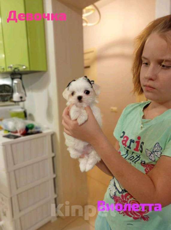 Собаки в Липецке: Мальтийская болонка щенки микро  Девочка, 10 руб. - фото 1