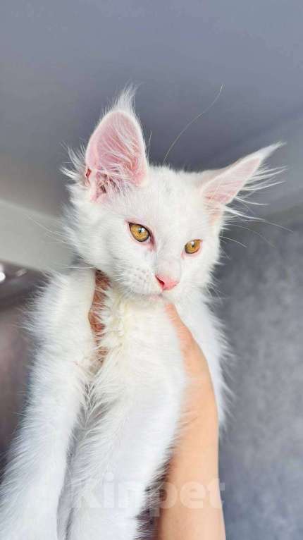 Кошки в Санкт-Петербурге: Котят мейн-куна Мальчик, 25 000 руб. - фото 1