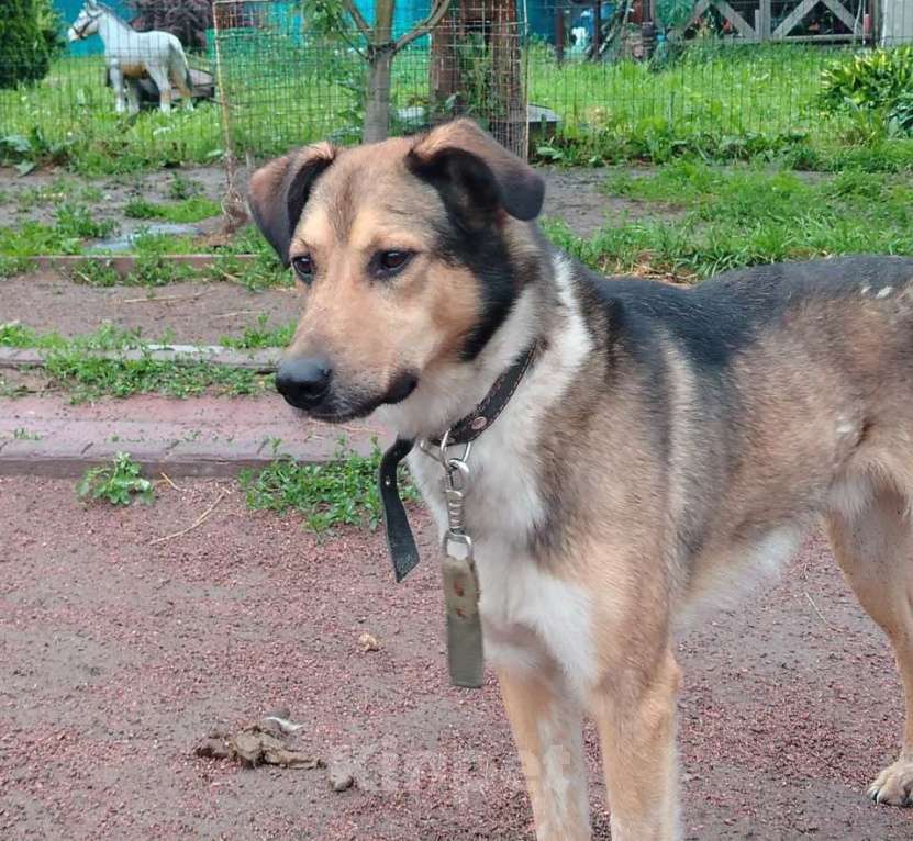 Собаки в Санкт-Петербурге: Домашний пёс-потеряшка ищет новую семью Мальчик, Бесплатно - фото 8
