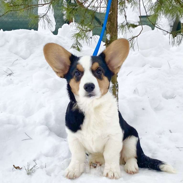 Собаки в Москве: Щенки вельш-корги кардиган Мальчик, Бесплатно - фото 2