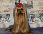 Собаки в Королеве: Мальчик йорк Мальчик, 35 000 руб. - фото 5