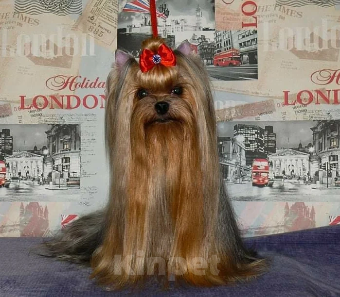 Собаки в Королеве: Мальчик йорк Мальчик, 35 000 руб. - фото 5