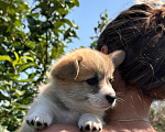 Собаки в Тюмени: Вельш корги пемброк Девочка, 50 000 руб. - фото 3