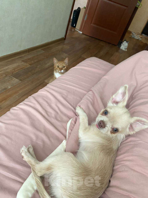 Собаки в Москве: Мини чихуахуа на вязку Мальчик, Бесплатно - фото 1