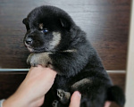 Собаки в Краснодаре: Щенки сиба из питомника Мальчик, 15 000 руб. - фото 3