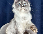 Кошки в Санкт-Петербурге: Голубоглазая девочка мейн кун Девочка, 150 000 руб. - фото 3