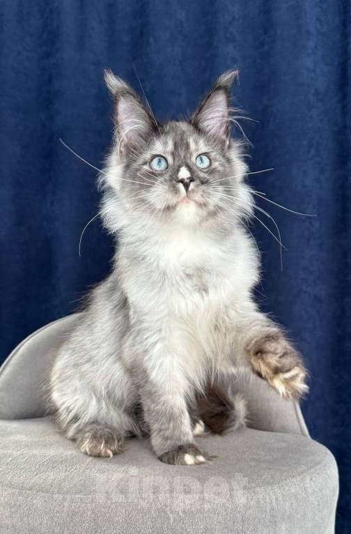 Кошки в Санкт-Петербурге: Голубоглазая девочка мейн кун Девочка, 150 000 руб. - фото 3