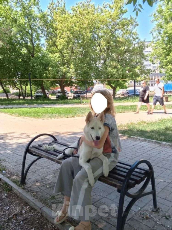 Собаки в Уфе: Хаски в добрые руки Девочка, Бесплатно - фото 1