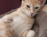 Кошки в Москве: Молодой рыжий котик Гарик в добрые руки Мальчик, 1 руб. - фото 3