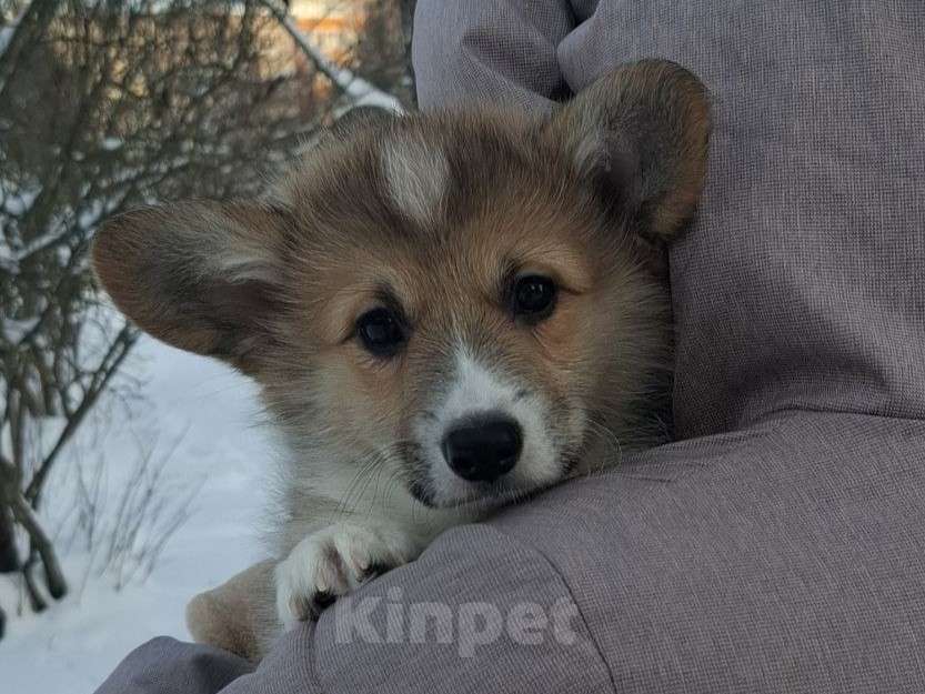 Собаки в Москве: Лакоста Девочка, 80 000 руб. - фото 1