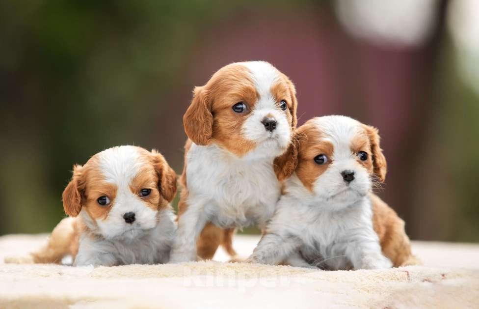 Собаки в Москве: Мальчик Кавалерчик Мальчик, Бесплатно - фото 2