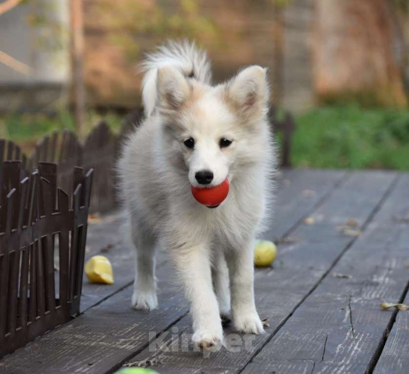 Собаки в Москве: Ненецкая оленегонная лайка, сука Дежавю. Девочка, 60 000 руб. - фото 5