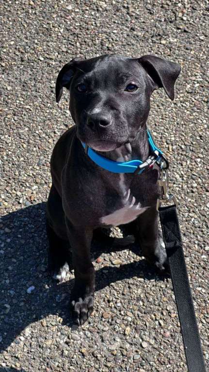 Собаки в Краснодаре: Касикандриера Девочка, 10 000 руб. - фото 1