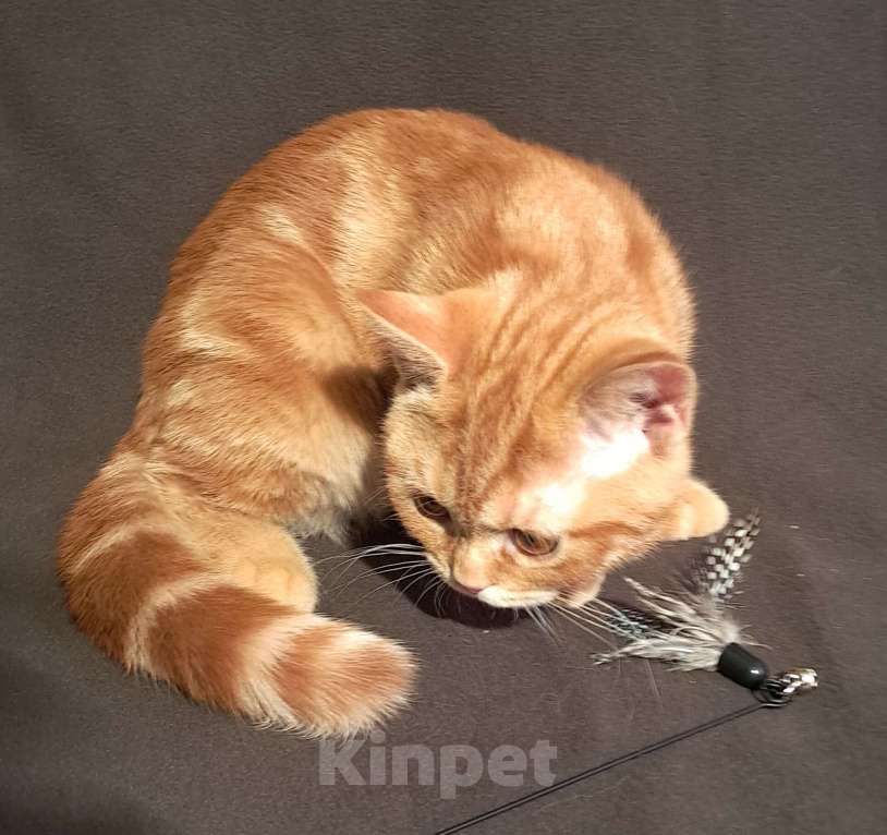 Кошки в Санкт-Петербурге: Шотландский котенок с документами. Мальчик, 28 000 руб. - фото 3