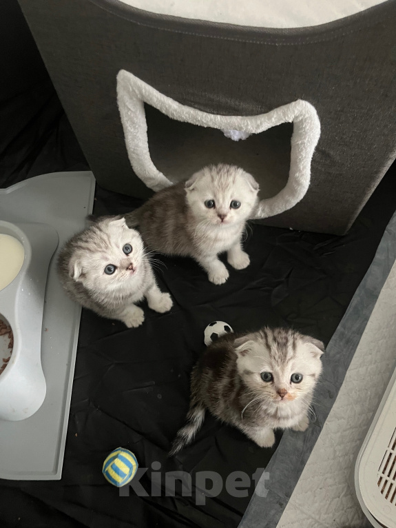 Кошки в Барнауле: Шотландские вислоухие котята Мальчик, 15 000 руб. - фото 8