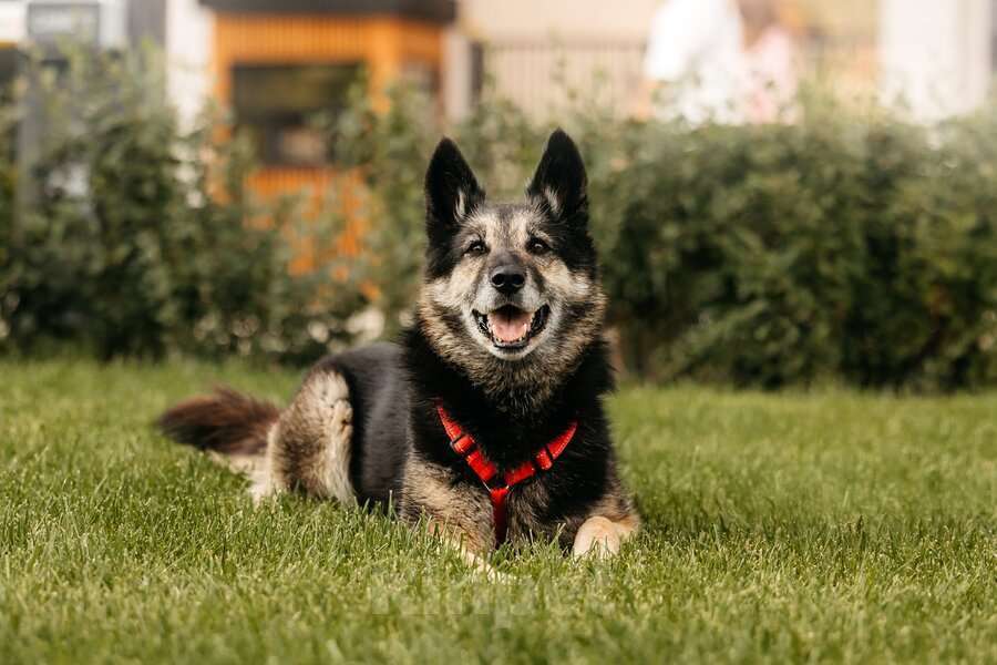Собаки в Москве: Крис — собака с огромным сердцем и тихой надеждой. Мальчик, Бесплатно - фото 2
