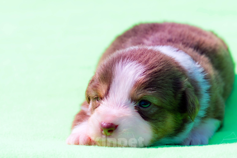 Собаки в Красноярске: Шикарная девочка MAS (миниаусси) Девочка, 120 000 руб. - фото 4