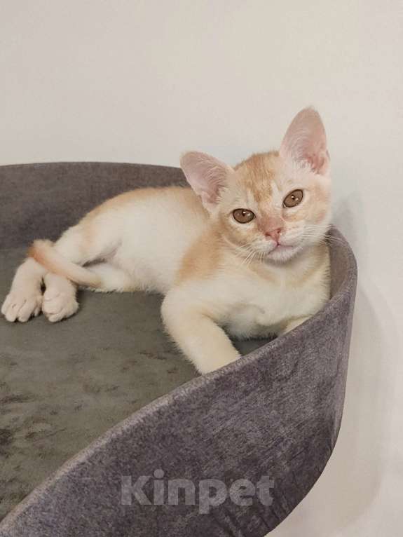 Кошки в Краснодаре: Котик европейской бурмы редкого окраса Мальчик, 30 000 руб. - фото 2