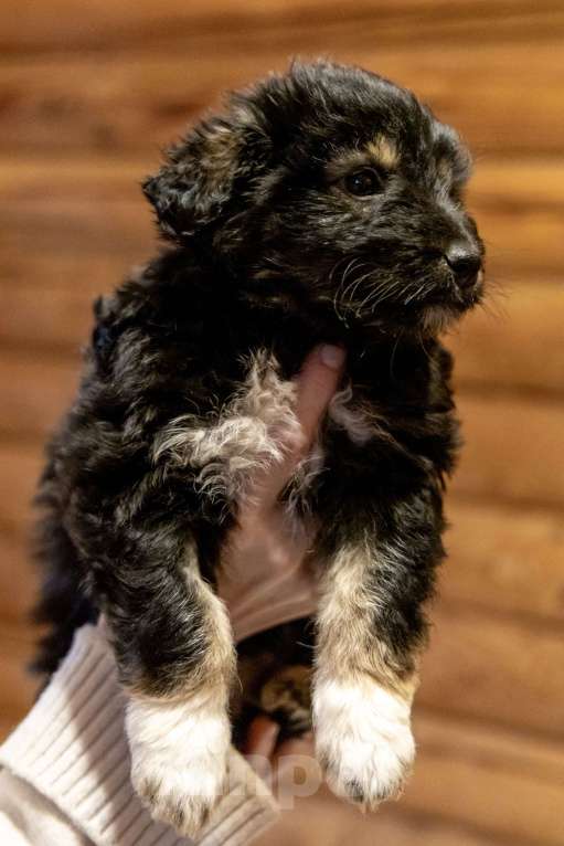 Собаки в Москве: Щенки метисы ищут дом Девочка, Бесплатно - фото 10