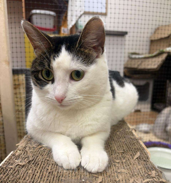 Кошки в Москве: Нежная и красивая кошечка в добрые руки Девочка, Бесплатно - фото 2