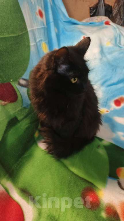 Кошки в Санкт-Петербурге: Пушинка Девочка, Бесплатно - фото 7