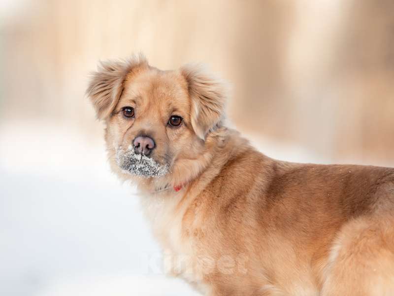 Собаки в Москве: Маленькая метис спаниеля Эльза в добрые руки Девочка, Бесплатно - фото 4