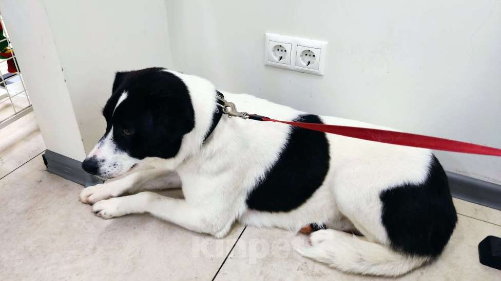 Собаки в Санкт-Петербурге: Отдам собаку бесплатно Девочка, Бесплатно - фото 7