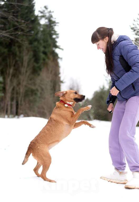 Собаки в Москве: Тайна вселенной (метис питбуля). В дар Девочка, Бесплатно - фото 6