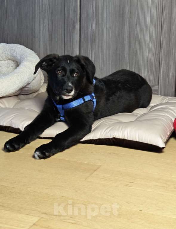 Собаки в Красногорске: Сэм, 5 месяцев в добрые руки  Мальчик, Бесплатно - фото 4