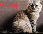 Кошки в Краснодаре: Британский серый котенок Девочка, 3 000 руб. - фото 2
