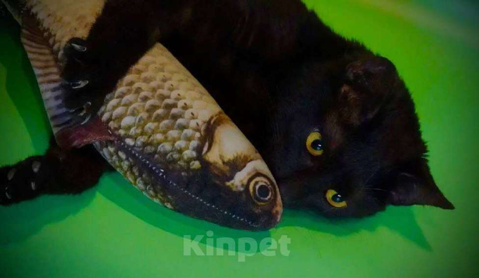 Кошки в Москве: Котик Черныш: маленький воин с большим сердцем Мальчик, Бесплатно - фото 4