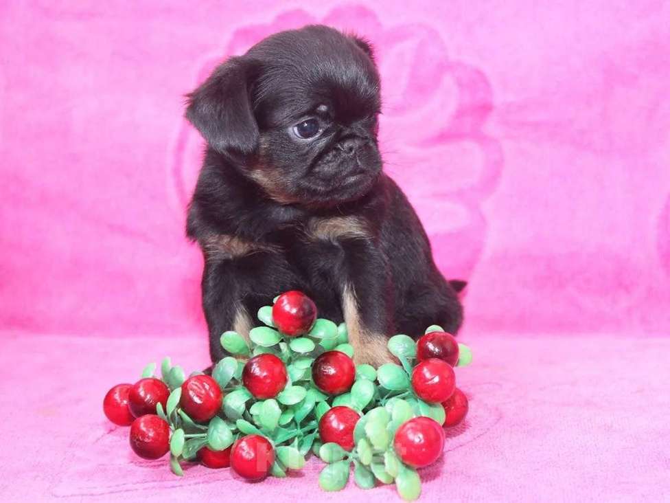 Собаки в Санкт-Петербурге: Шалун Мальчик, 80 000 руб. - фото 4