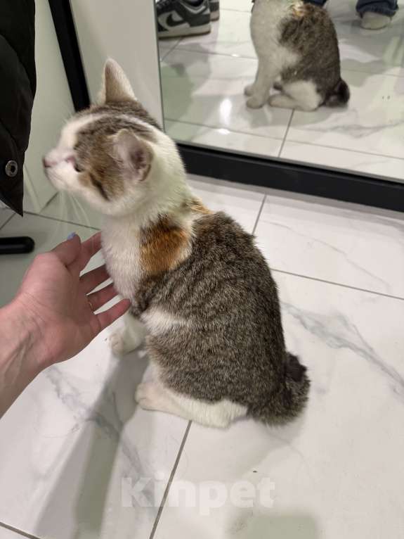 Кошки в Красногорске: Нашли кота Мальчик, Бесплатно - фото 5