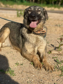 Альма в добрые руки