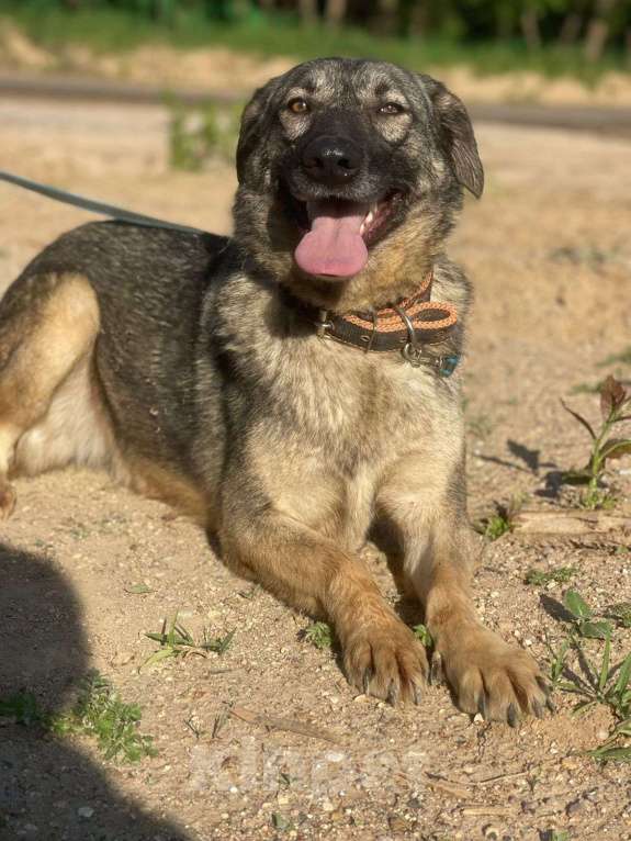 Собаки в Владимире: Альма в добрые руки Девочка, Бесплатно - фото 1
