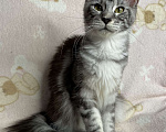 Кошки в Дмитрове: Черная серебристая мраморная девочка мейн кун Jackie, Девочка, 15 000 руб. - фото 2