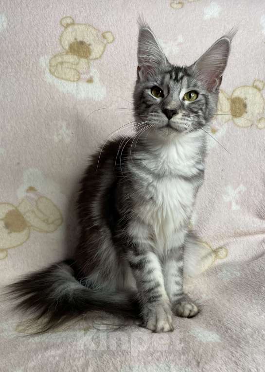 Кошки в Дмитрове: Черная серебристая мраморная девочка мейн кун Jackie, Девочка, 15 000 руб. - фото 2