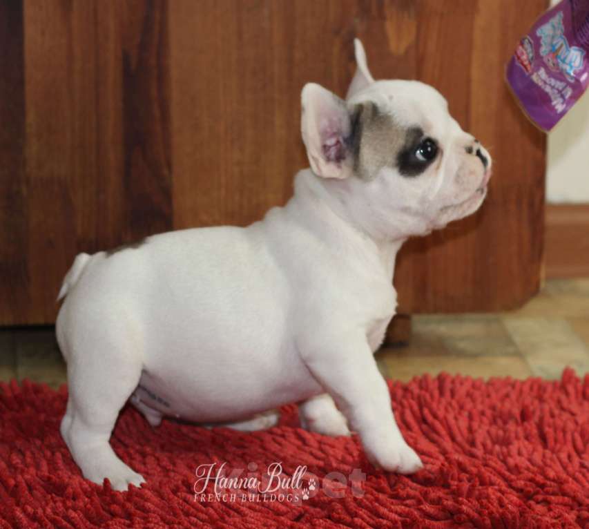 Собаки в Санкт-Петербурге: Щенки французского бульдога, мальчик и девочки Разнополые, 35 000 руб. - фото 3