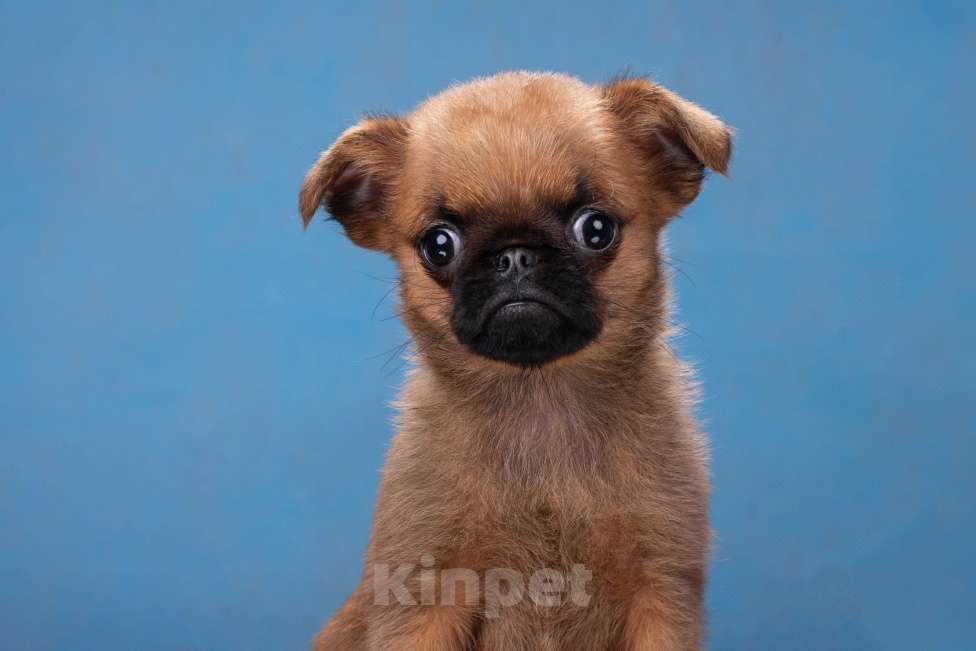 Собаки в Москве: Миниатюрный мальчик пти-брабансон Мальчик, 50 000 руб. - фото 2