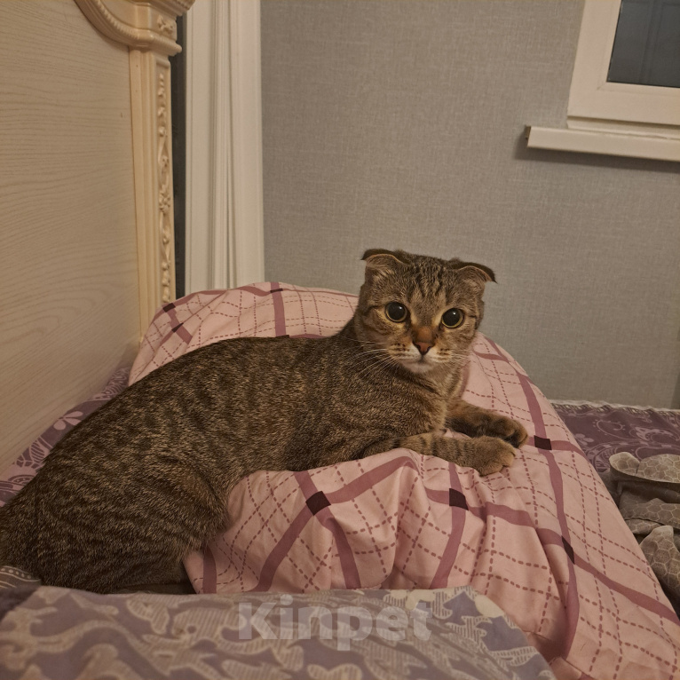 Кошки в Балашихе: Кошка в добрые руки беспелатно Девочка, Бесплатно - фото 1