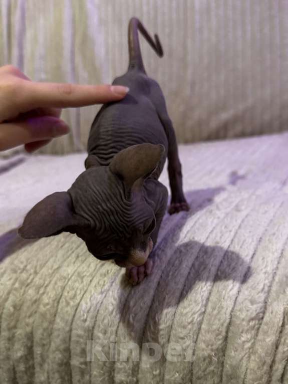 Кошки в других городах Московской области: Канадский сфинкс котенок мальчик Мальчик, 25 000 руб. - фото 6