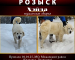 Собаки в других городах Московской области: Потерялась собака Девочка, 20 000 руб. - фото 1