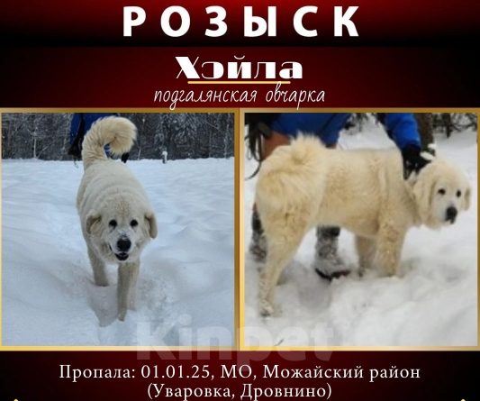 Собаки в других городах Московской области: Потерялась собака Девочка, 20 000 руб. - фото 1