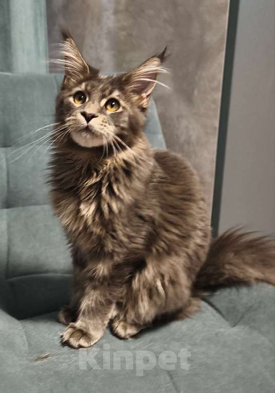 Кошки в Москве: Ласковый малыш Мейн-Кун Мальчик, 100 000 руб. - фото 2